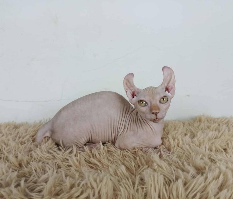 30.แมวดเวล/เพศผู้ Dwelf Cat/Male 6