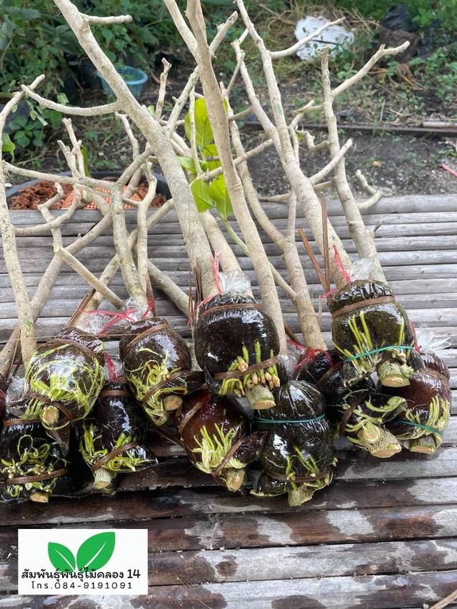 ผักหวานป่า ต้นผักหวานป่า 2