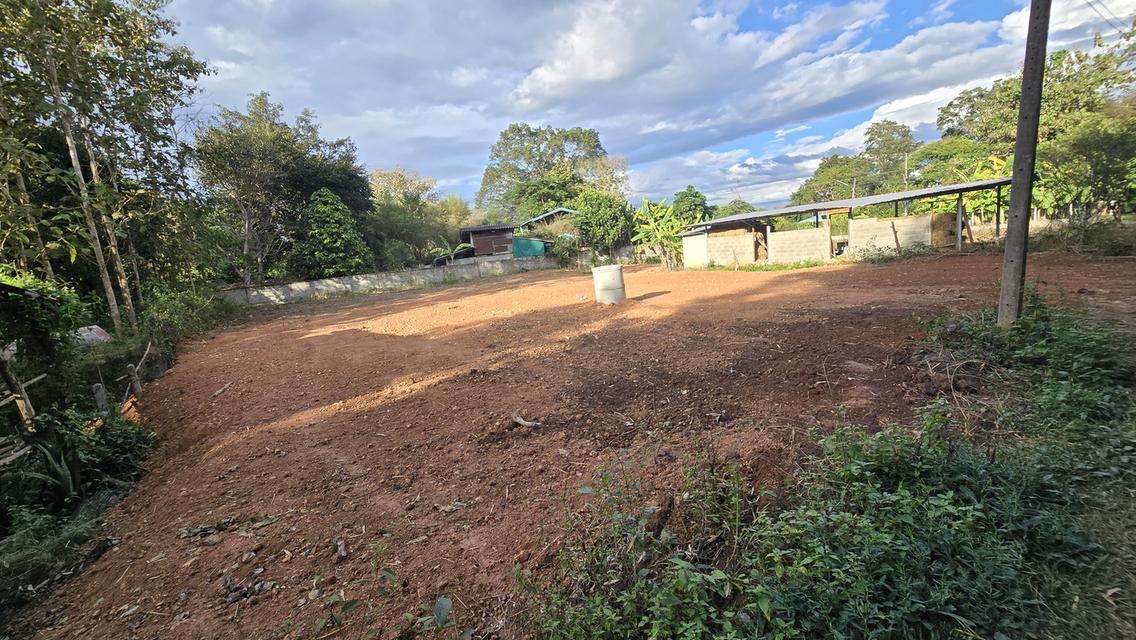 ที่ดิน 54 ตรว น้ำไม่ท่วม สร้างบ้านได้เลย กิ่วป่า5 อ.เมืองน่าน 7