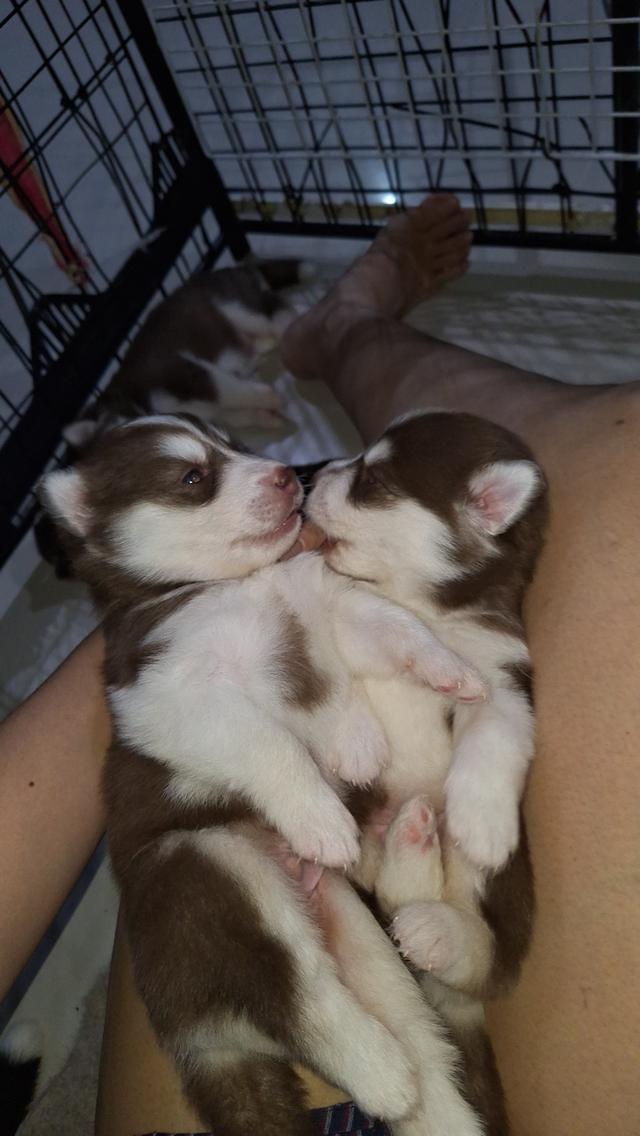 ไซบีเรียน 16