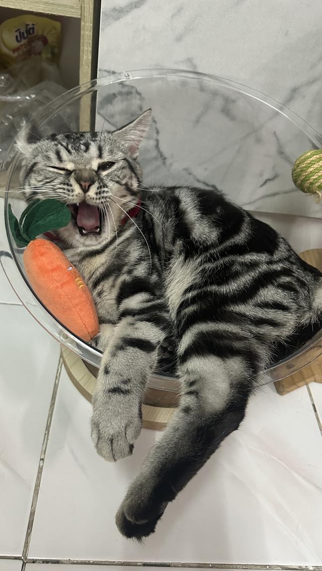 น้องแมวอเมริกัน ช็อตแฮร์ และบริติช ช็อตแฮร์ แท้ 💯 รูปที่ 6