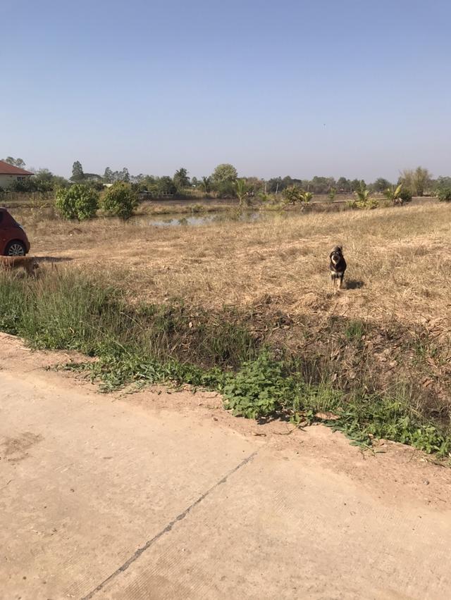 ที่ดินสวยมีโฉนดต้องการขายด่วนนน 5