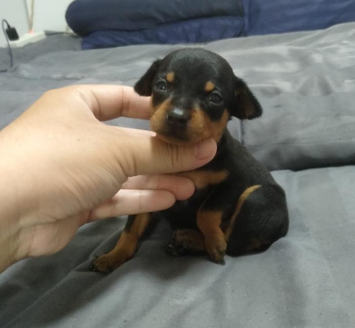 ขาย Miniature Pinscher สมบูรณ์แข็งแรง 4