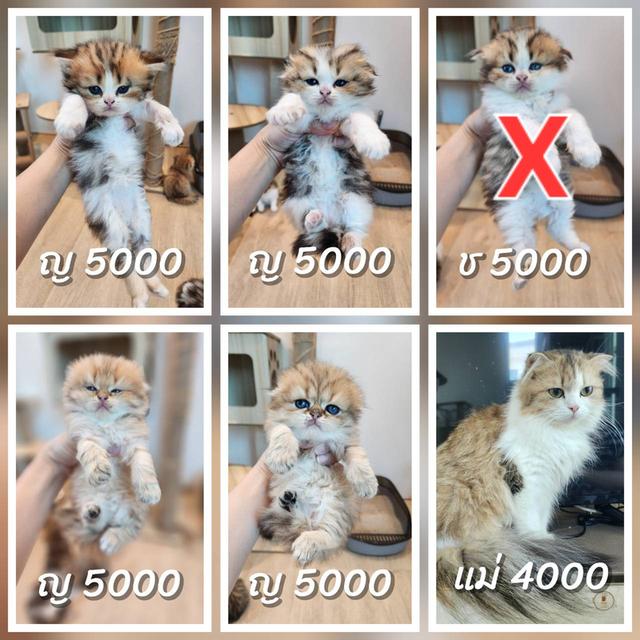 แมว สก็อตติช อายุ 2-3 เดือน ตัวละ 5000 พิกัดไทรม้า