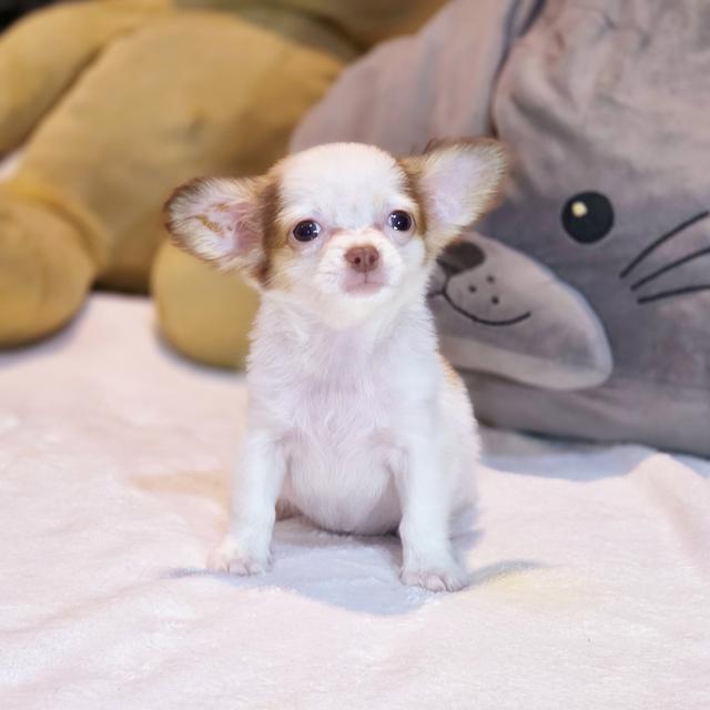 น้องปุยฝ้ายชิวาวาขนยาวเพศเมีย 5