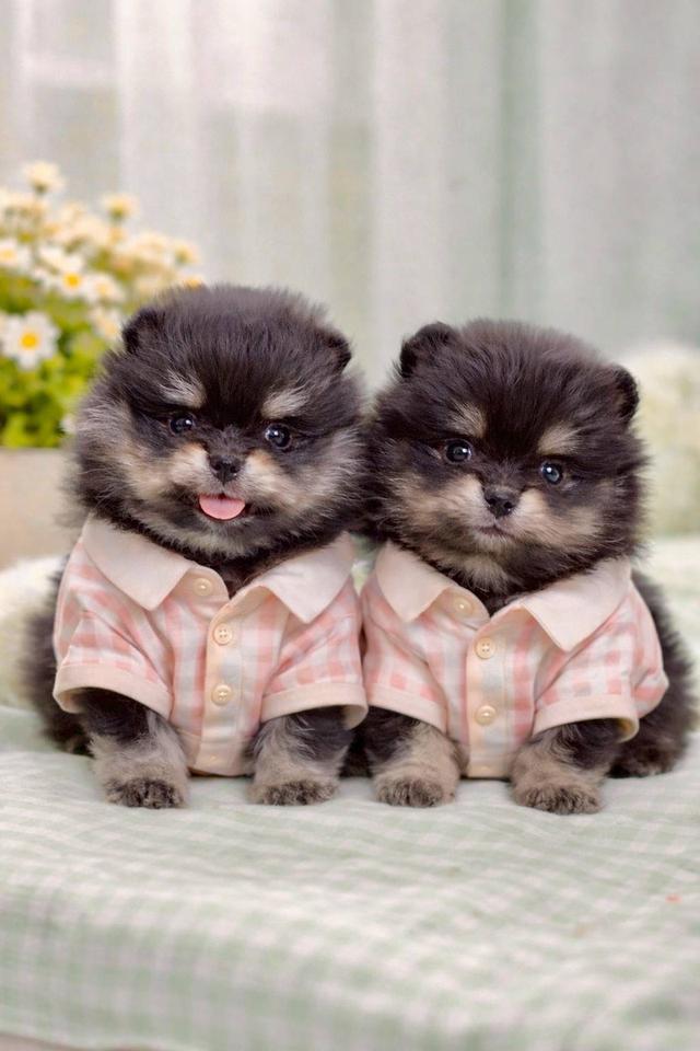 ลูกปอมแท้ มาดูตัวจริงได้ ราคากันเอง