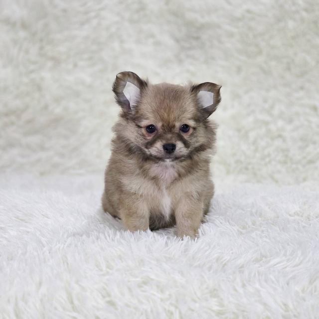 ชิวาวาแท้ขนยาว เพศเมีย พิกัดรามอินทรา 7