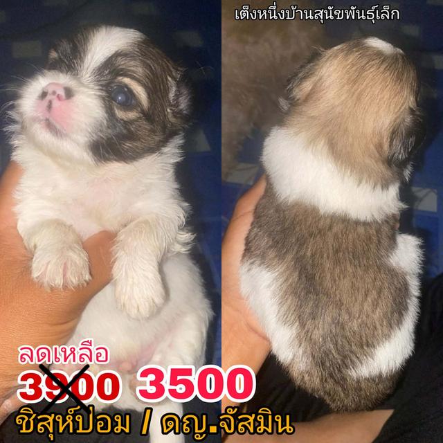 **เปิดจองด่วน** 3900 ลดเหลือ 3500 ชิสุห์ผสมปอม รับได้ 10/8