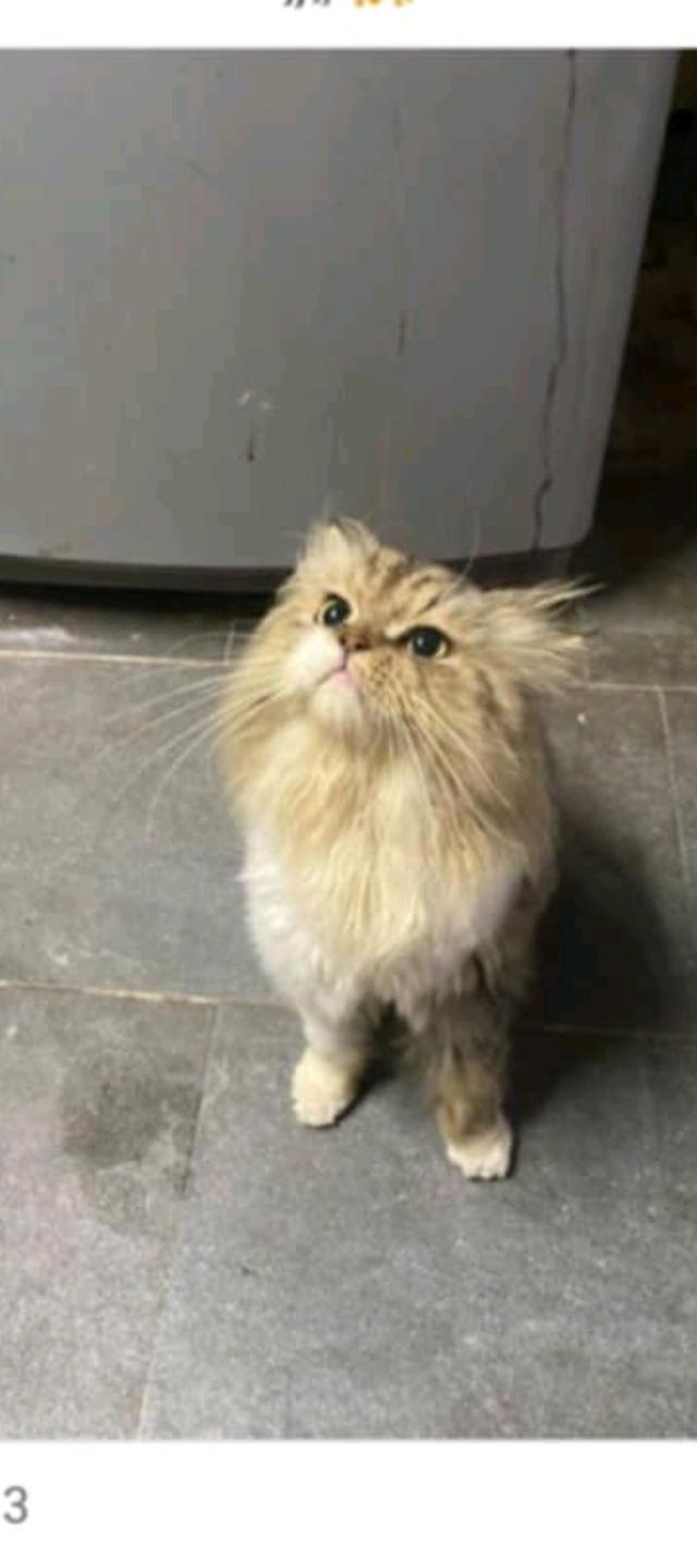 ชินซิล่า
