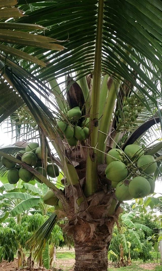 บ้าน 2 หลังบนที่ดิน 1 ไร่ 18