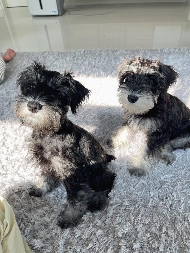 สุนัขพันธุ์ Schnauzer