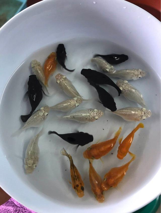 ปลาบอลลูน 5หน่วย80/10หน่วย160 ปลาสวยงาม มีประกันระหว่างการส่ง รูปที่ 4