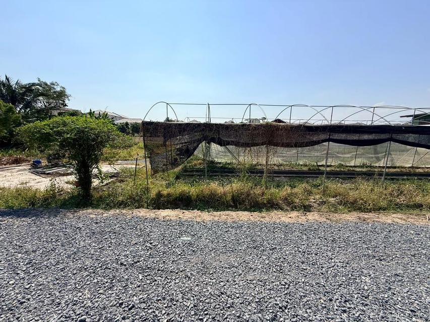 ขายด่วนที่ดิน 153 ตรว ติดถนนหินคลุก ซ.วัดหนองปรง ต.บางเดื่อ อ.เมืองปทุมธานี 7