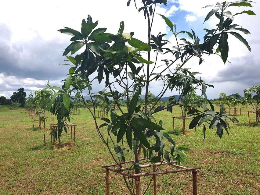 หลุดจอง ที่ดินพร้อมสวนมะม่วง อ.บ้านไร่ จ.อุทัยธานี 2