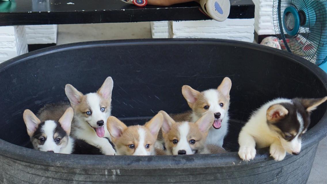 คอร์กี้ corgi  5