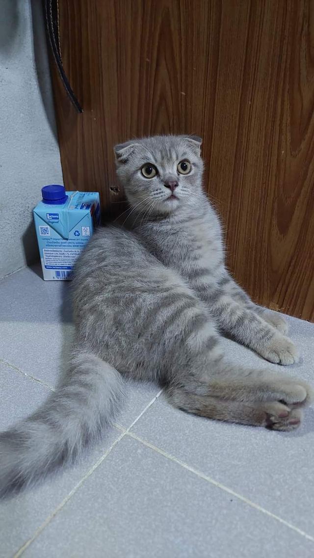 ลูกแมว Scottish Fold