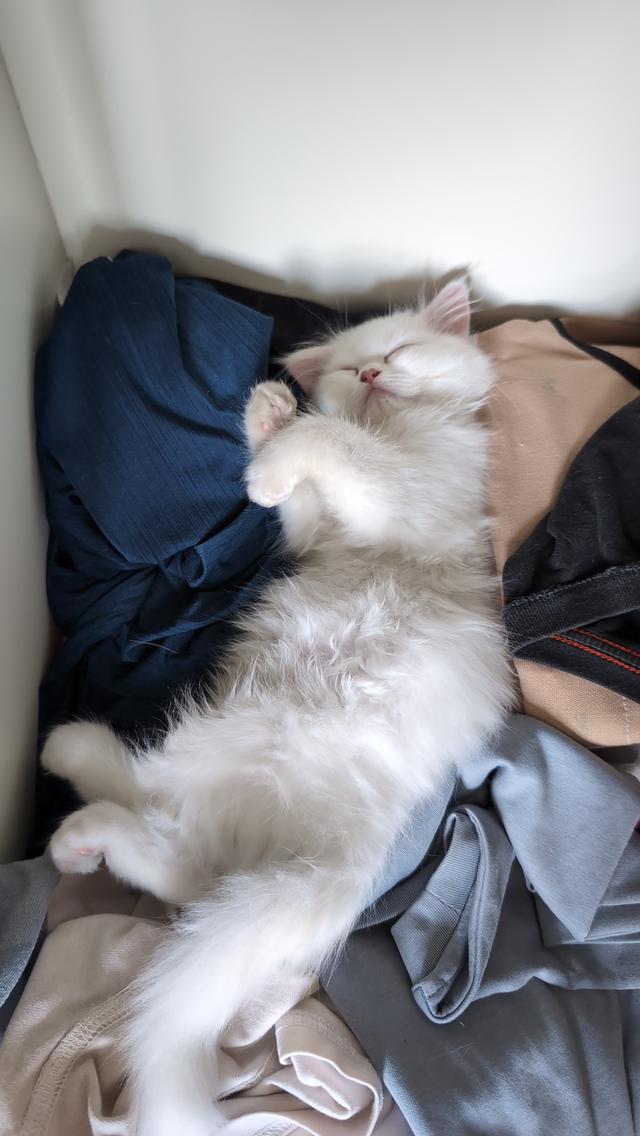 Persian kittens  6