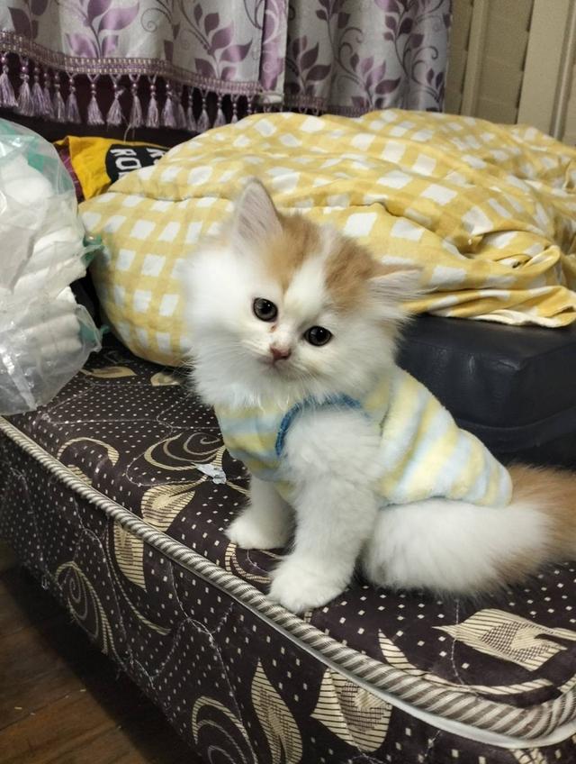 เปิดจองลูกแมวเปอร์เซียเพศ ญ ขาวส้ม รับน้องได้หลัง 14 มีค 69 เปิดกล้องดูก่อนได้ค่ะ รูปที่ 8