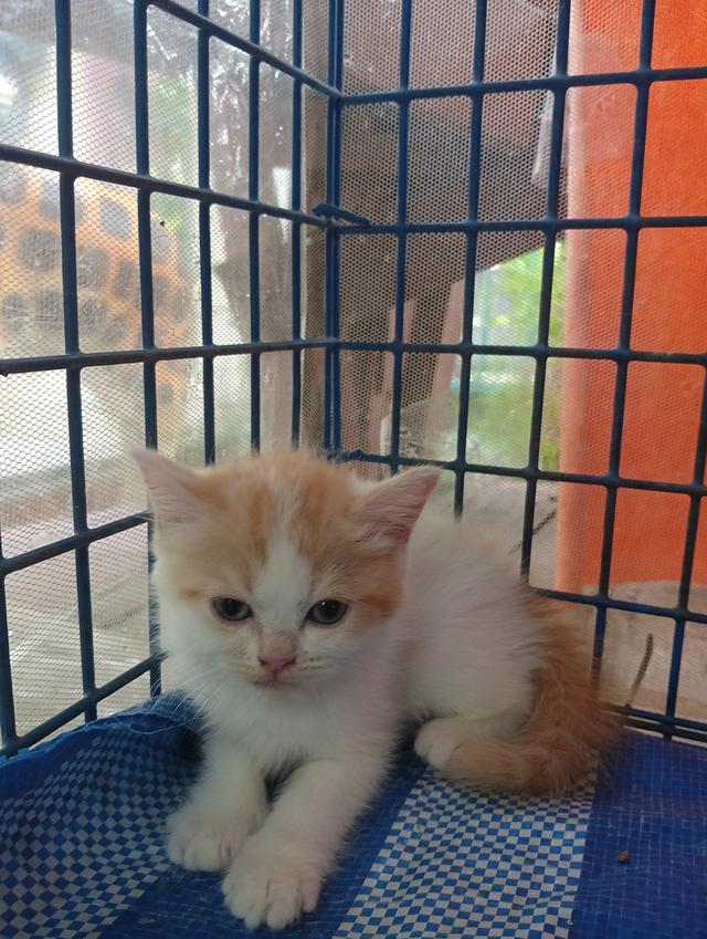 แมวสก็อตติช เพศเมีย น่ารัก รูปที่ 3