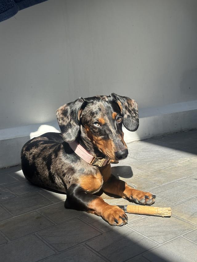 Dachshund puppy 6 months blue eyes, fully vaccinated รูปที่ 4