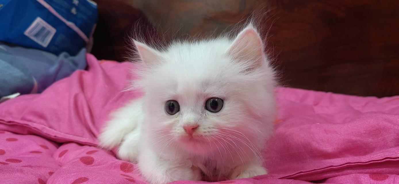 ขายลูกแมวเปอร์เซียน่ารัก ผู้ชาย ผู้หญิง พระรามสอง เทียนทะเล รูปที่ 3