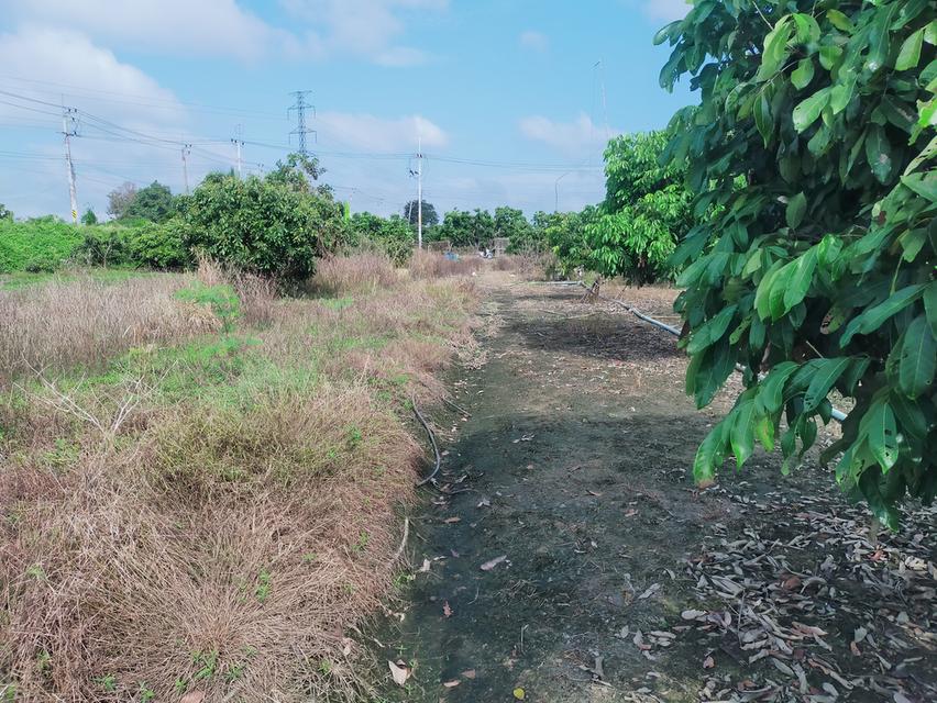 ที่ดิน 6