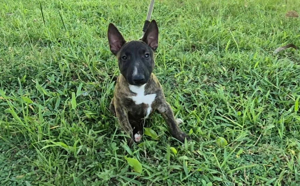 miniature bull terrier