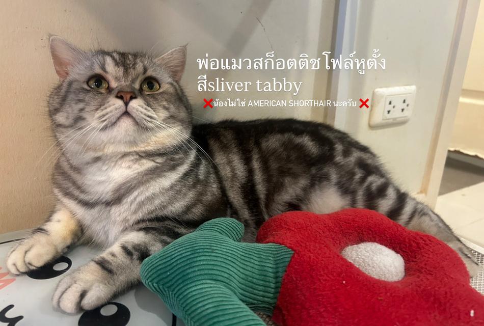 ลูกแมวสก็อตติช เพศชาย  10