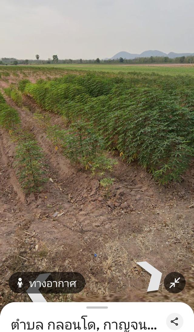 ที่ดินเปล่า ราคาถูก โฉนดไร่ละ153,000฿ 3