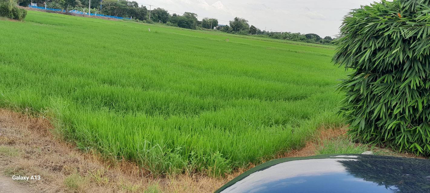 ที่ดินเปล่า(ครุตแดง) อ.องรักษ์ จ.นครนายก จำนวน1 ไร่ 2