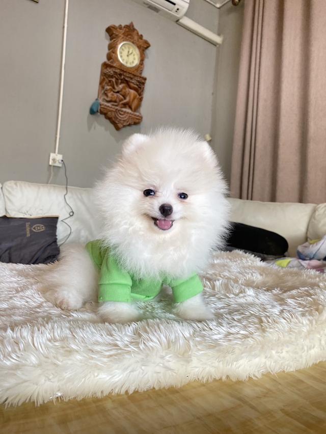 จำหน่ายลูกสุขันปอมเมอรเรเนียนแท้ ส่งฟรี มีประกันสุขภาพ
