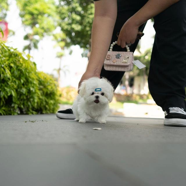 Teacup Maltese Puppies รูปที่ 2