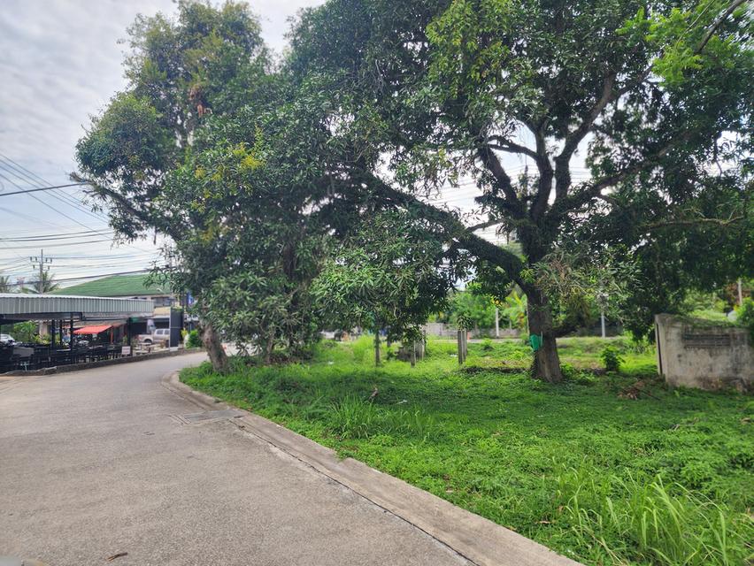 ขายที่ดินติดถนนรอบเกาะสมุย 11