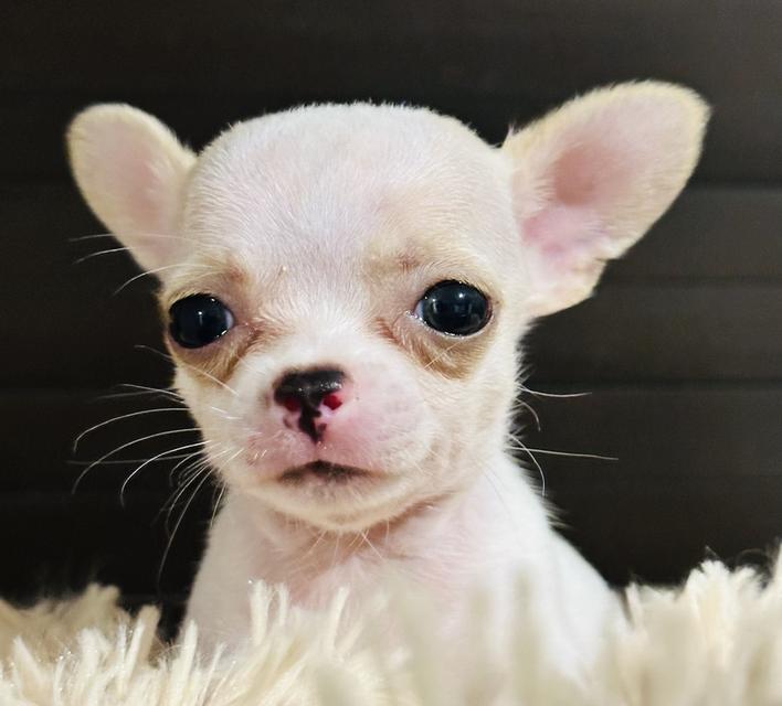 เด็กชายชิวาว่าสายเลือดแชมป์เวียดนาม