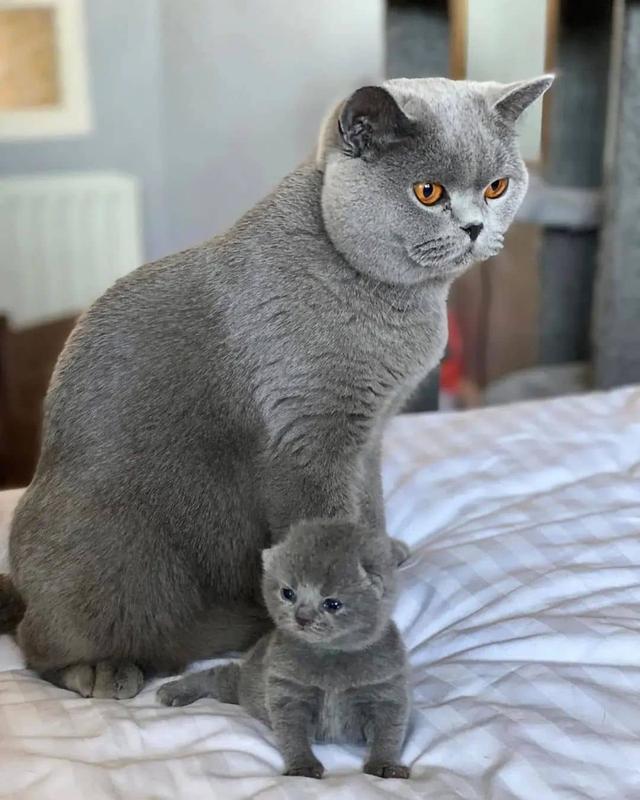 british shorthair kittens for Sale รูปที่ 2