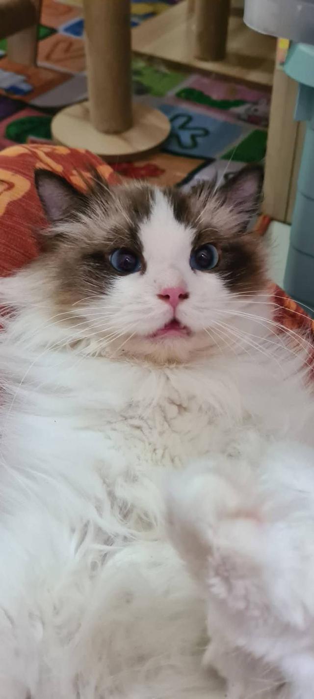 รับผสมพันธุ์จนกว่าจะติดพ่อพันธุ์ Ragdoll นำเข้าหน้าตุ๊กตาผ้า 5