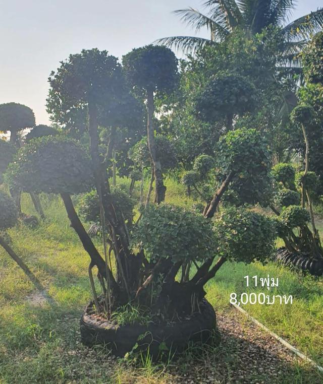 ไทรต่อยอดช้อนเงินช้อนทอง รูปที่ 7