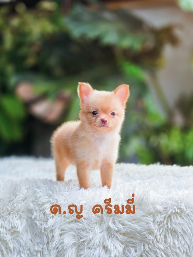 ชิวาวาแท้สีครีมสาวสวยแบบขนยาวอายุ2เดือนพร้อมย้ายบ้าน