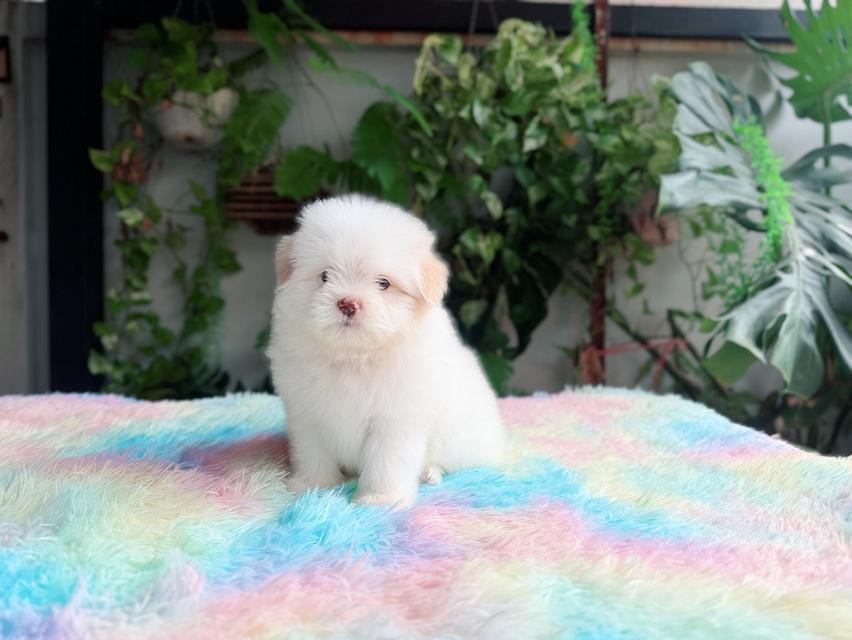 ชิสุผสมพุดเดิ้ล ผู้ สีขาวครีม พิกัดรามอินทรา