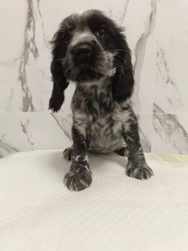 ลูกสุนัขพันธุ์อิงลิชค็อกเกอร์สเปเนียล 6