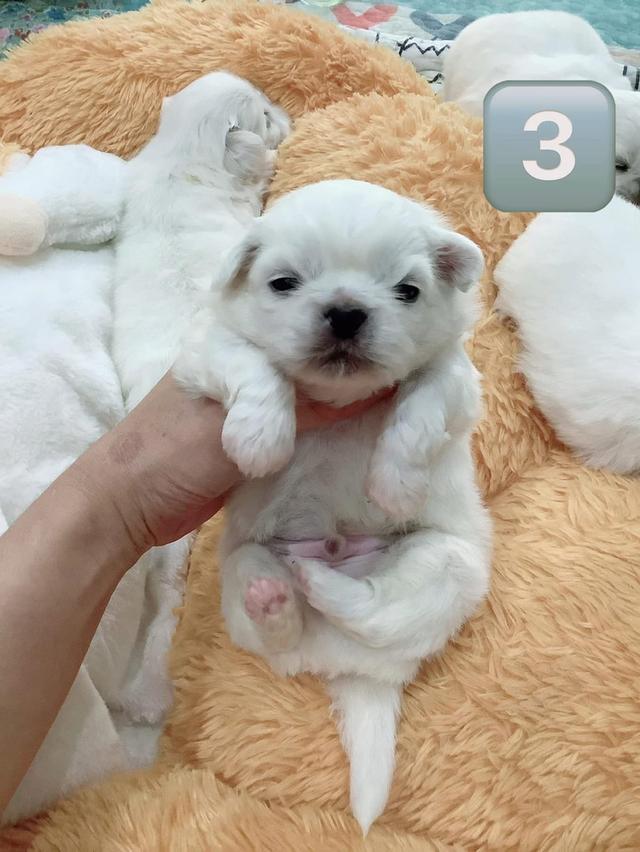 เปิดจองลูกสุนัข Pekingese  4