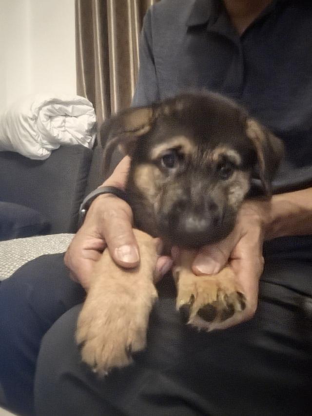 Urgent Sale German Shepherd Puppies and Parents āļĢāļđāļāļāļĩāđ 5