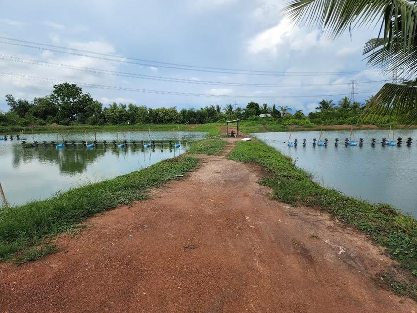 ที่ดิน บางคล้า ฉะเชิงเทรา  4