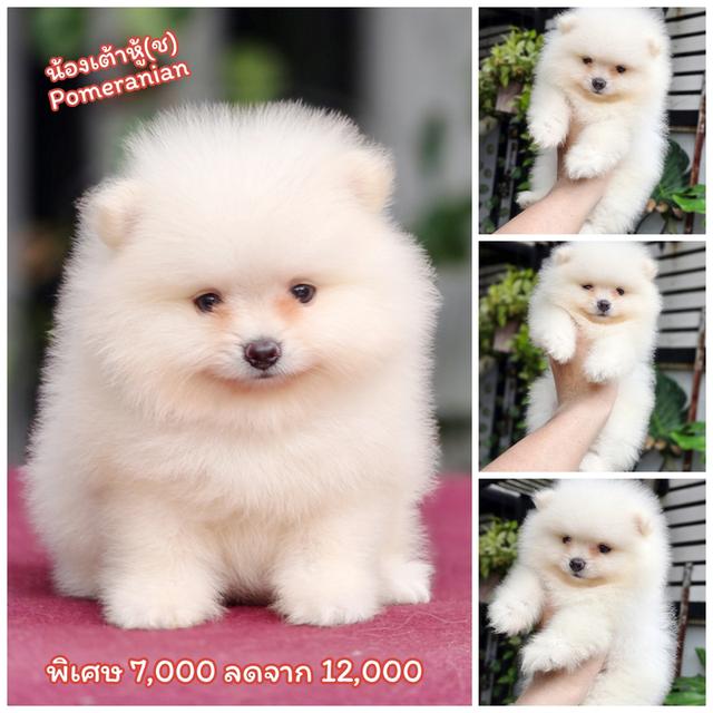 Pomeranianสีขาวหน้าหมีเพศผู้วัคซีนแล้วพร้อมย้ายบ้านมีบริการจัดส่งเก็บปลายทาง