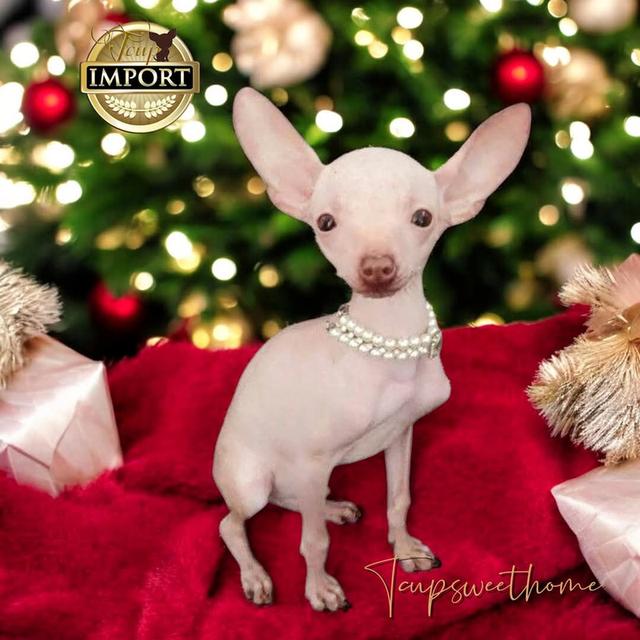 🇹🇭ชิวาวาและAHT(สุนัขไร้ขน) หนึ่งเดียวในไทย