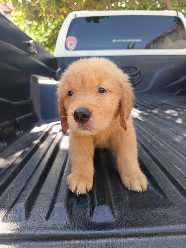 โกลเด้นรีทรีฟเวอร์ปทุมธานี​ 3