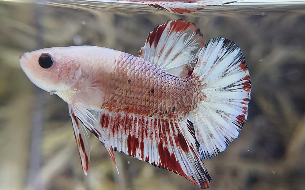 นีโม่โค่ย (Koi Betta) สีหลุมติดลายไฟ