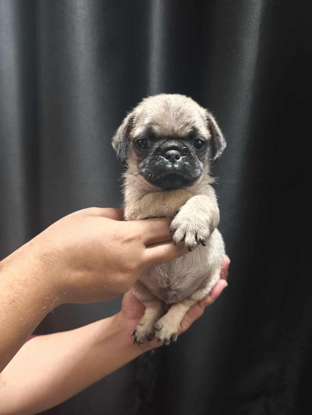 หมาปั๊ก