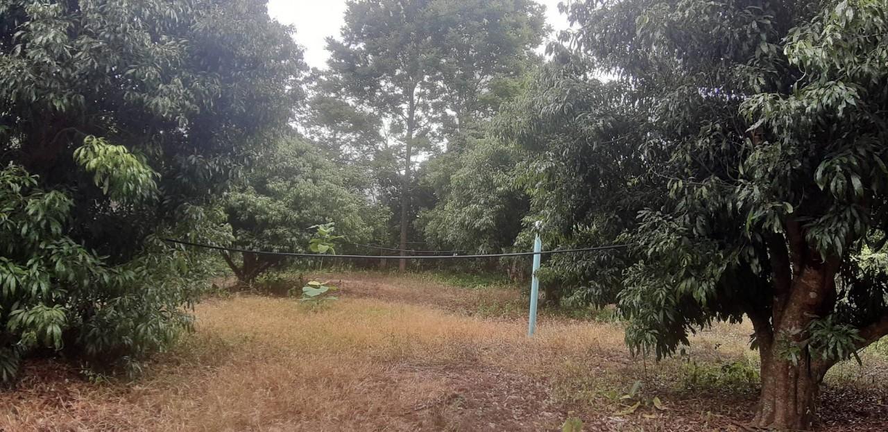 ขายที่ดินแปลงใหญ่ พร้อมสวนผลไม้ อยู่ติดถนนลาดยาง ราคาต่อรองได้ 8