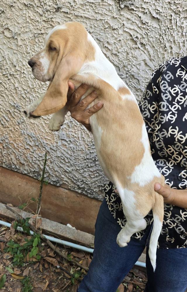 บาสเซ็ตฮาว์ดใบเพ็ดสมาคมพัฒนาพันธุ์สุนัข รูปที่ 16